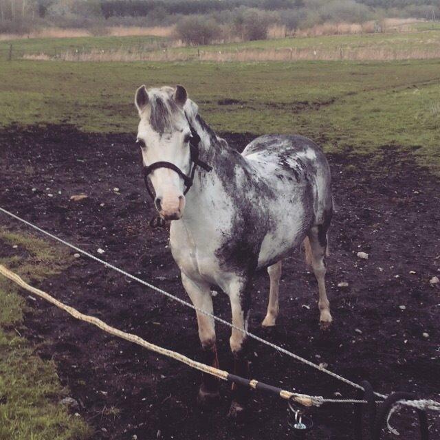 Welsh Pony (sec B) SKOVBJERGS BLAI billede 15