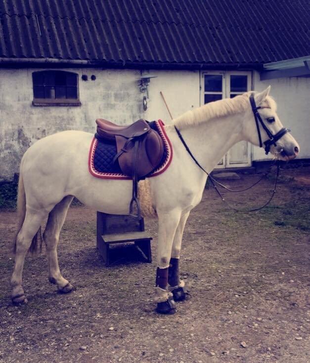 Welsh Pony (sec B) SKOVBJERGS BLAI billede 16