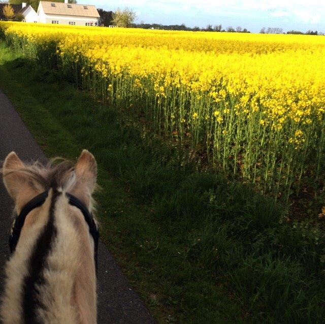 Fjordhest Emjays Mille billede 9