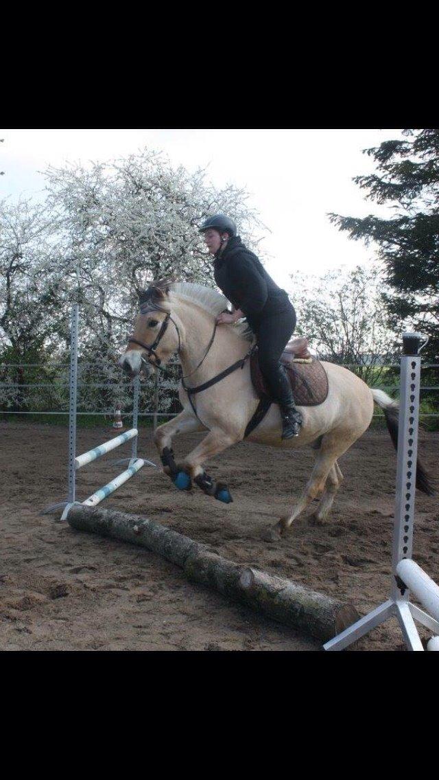 Fjordhest Basse billede 13