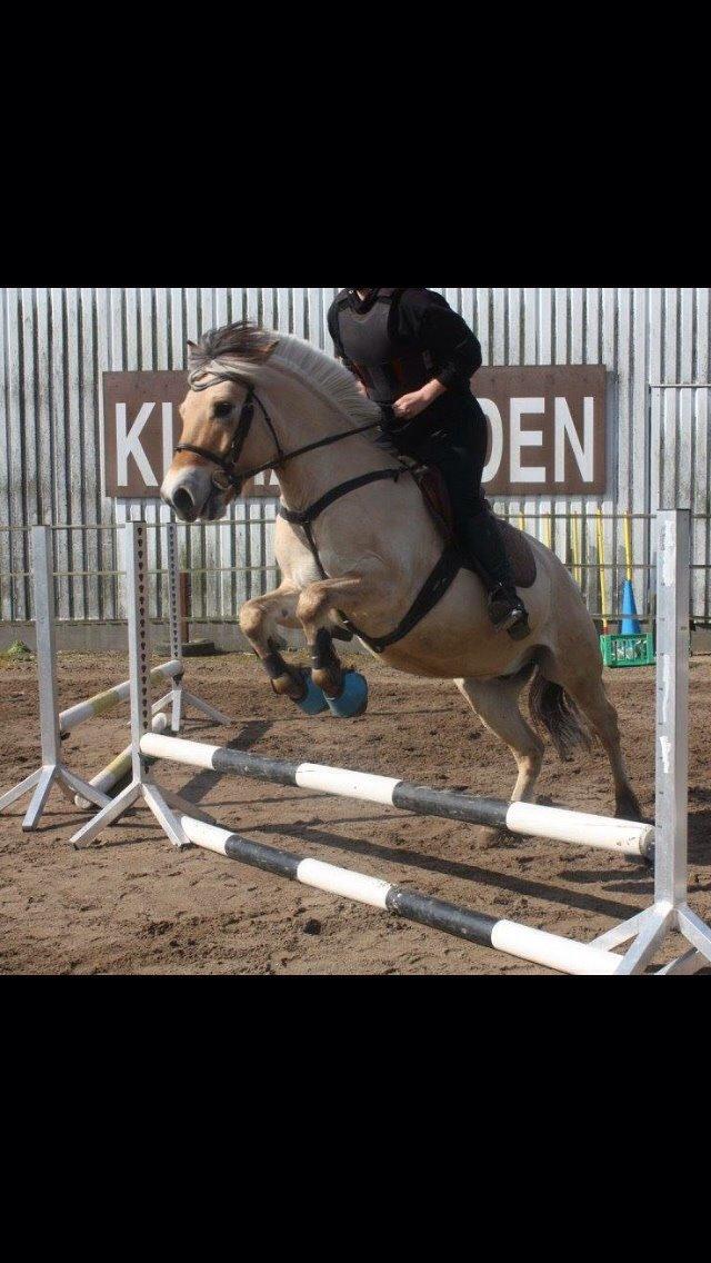 Fjordhest Basse billede 16