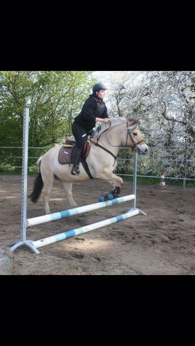 Fjordhest Basse billede 17