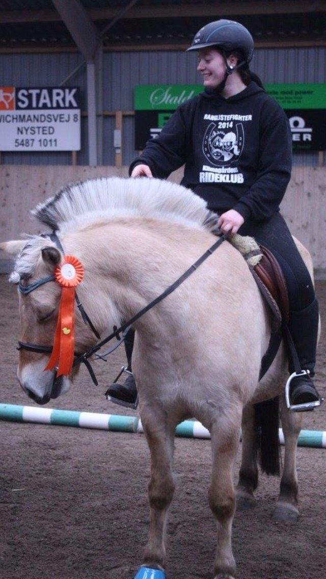 Fjordhest Basse billede 15