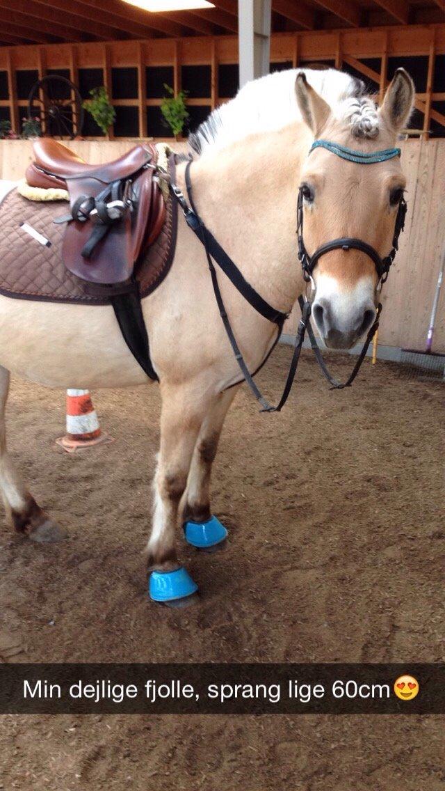 Fjordhest Basse billede 14