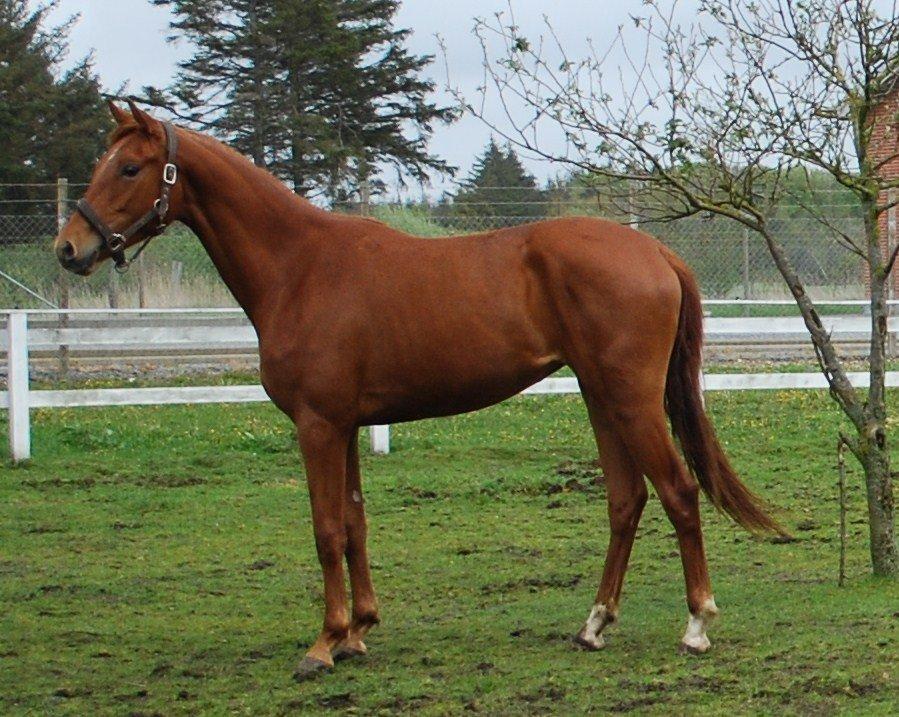 Dansk Varmblod Hjorth's zee-zee billede 6