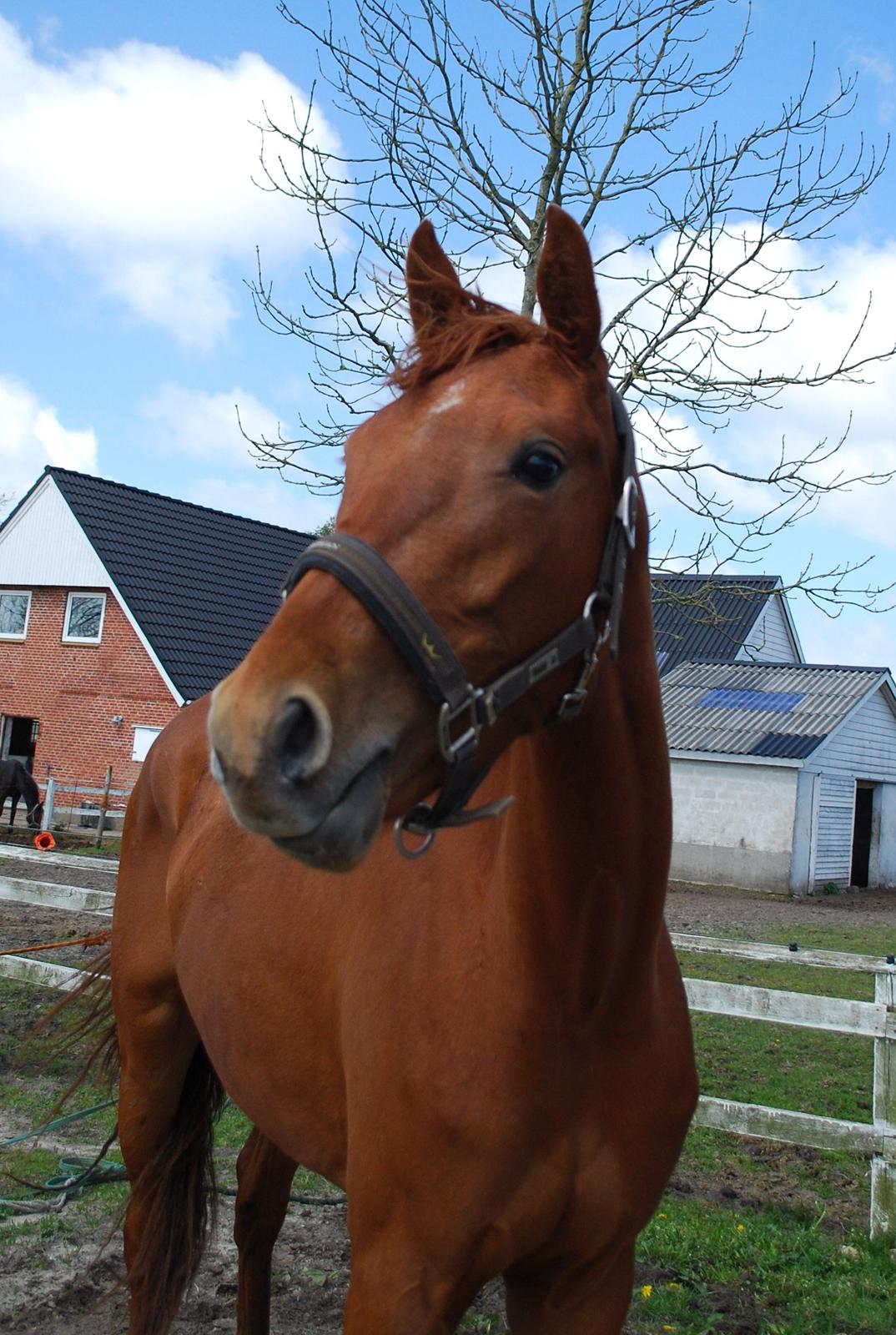 Dansk Varmblod Hjorth's zee-zee billede 7