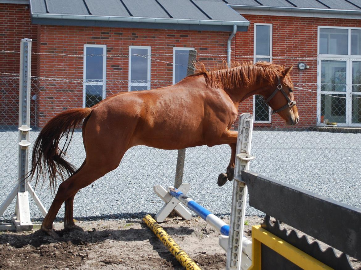 Dansk Varmblod Hjorth's zee-zee billede 8