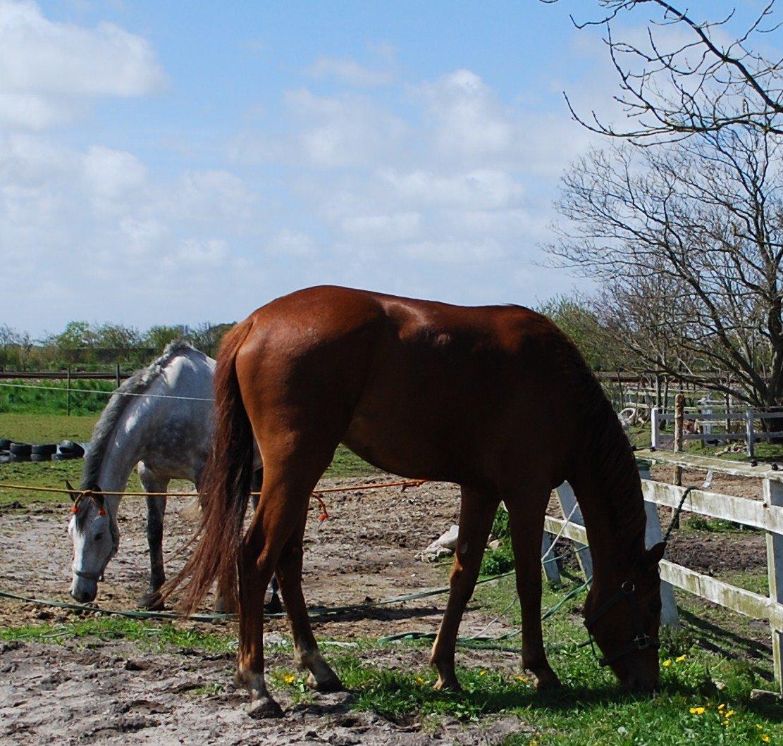 Dansk Varmblod Hjorth's zee-zee billede 11