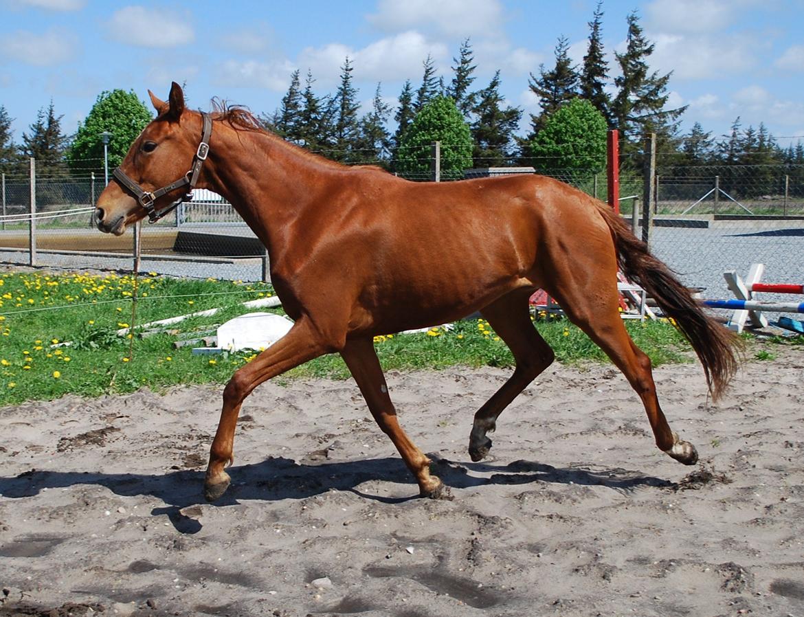 Dansk Varmblod Hjorth's zee-zee billede 13