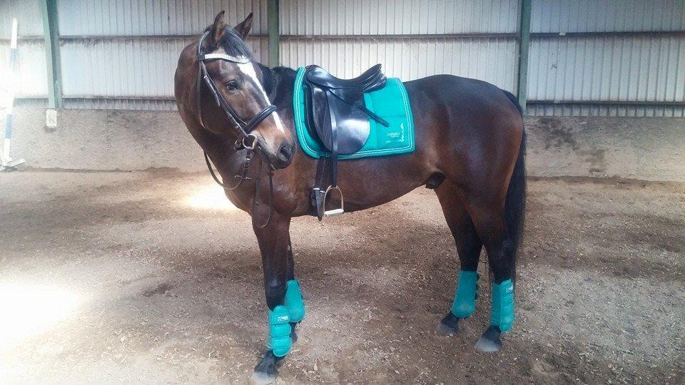 Tysk Varmblod Ramonas Saxo billede 3