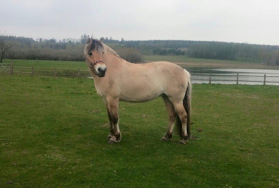 Fjordhest KIRSTINE VÅRBY billede 32
