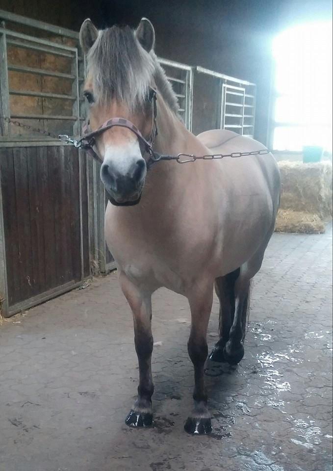 Fjordhest KIRSTINE VÅRBY billede 38