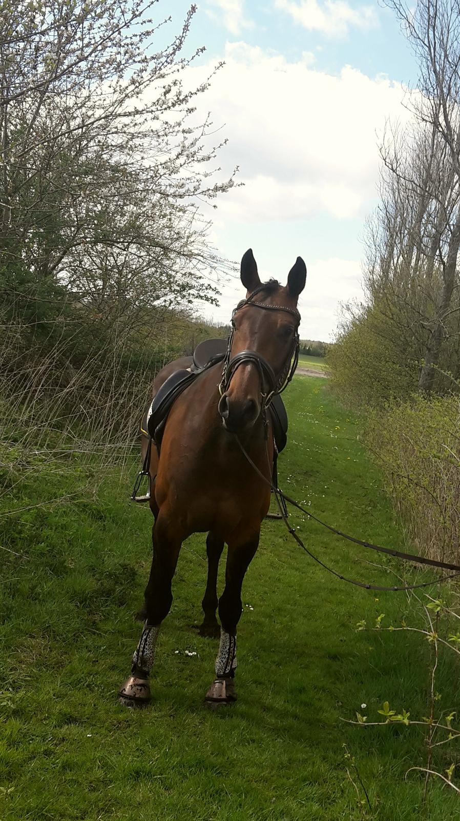 Holstener Coco Chanel Mak billede 20