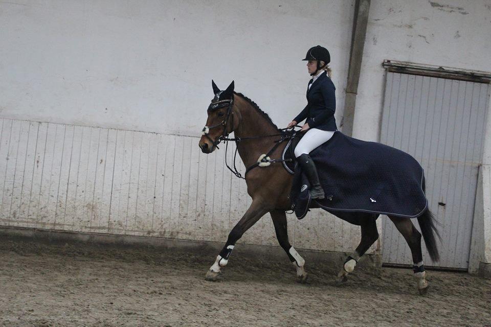Dansk Varmblod Ørstedslunds Lucky Lady. <3 billede 16