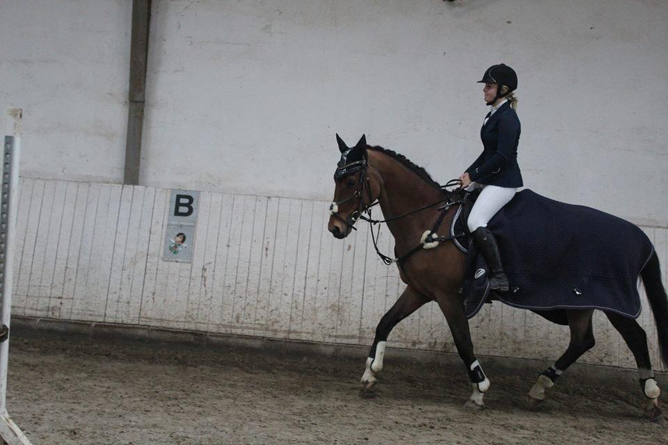 Dansk Varmblod Ørstedslunds Lucky Lady. <3 billede 19