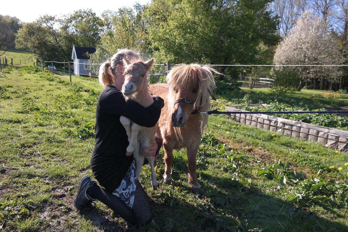 Anden særlig race Kildens Turbo Tim *mikrohest* billede 3