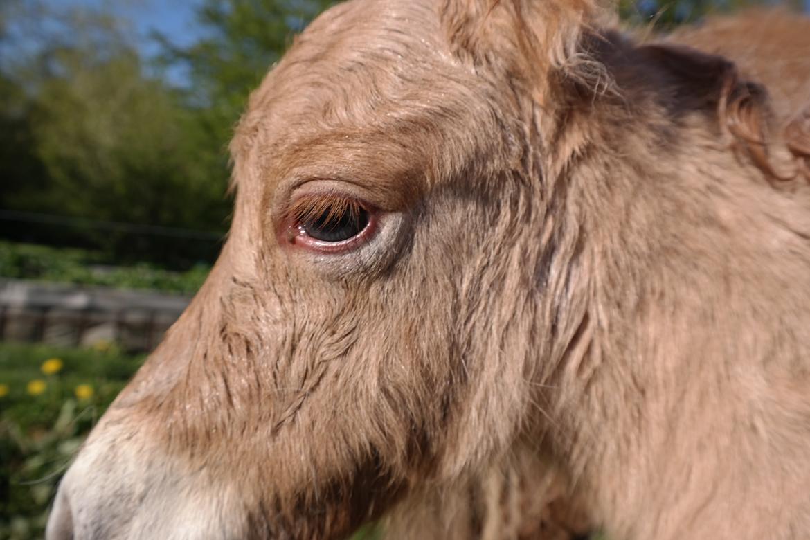 Anden særlig race Kildens Turbo Tim *mikrohest* billede 4