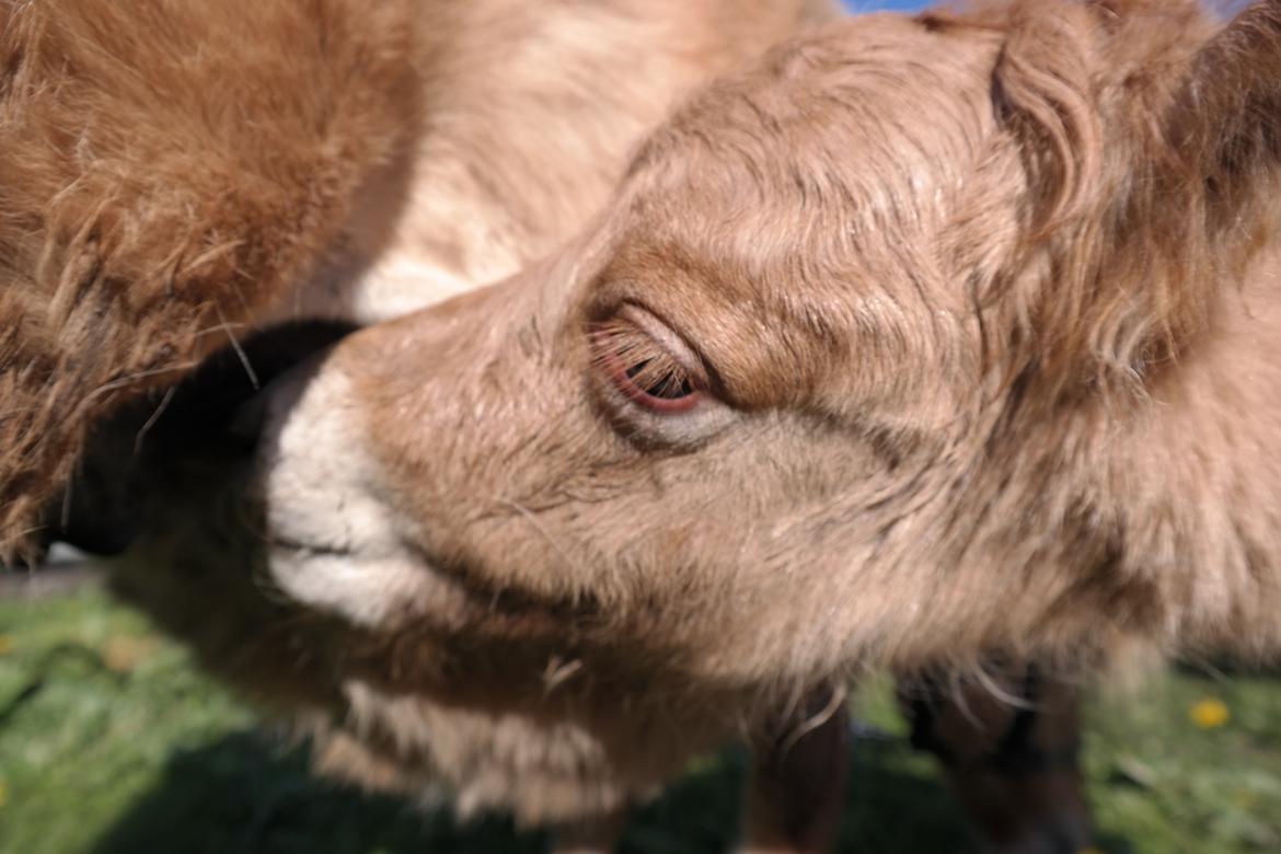 Anden særlig race Kildens Turbo Tim *mikrohest* billede 5