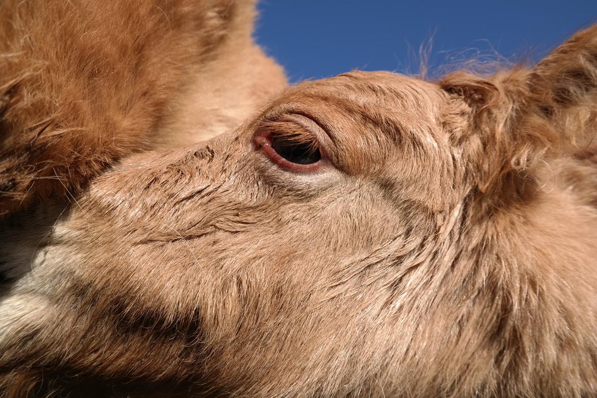 Anden særlig race Kildens Turbo Tim *mikrohest* billede 6