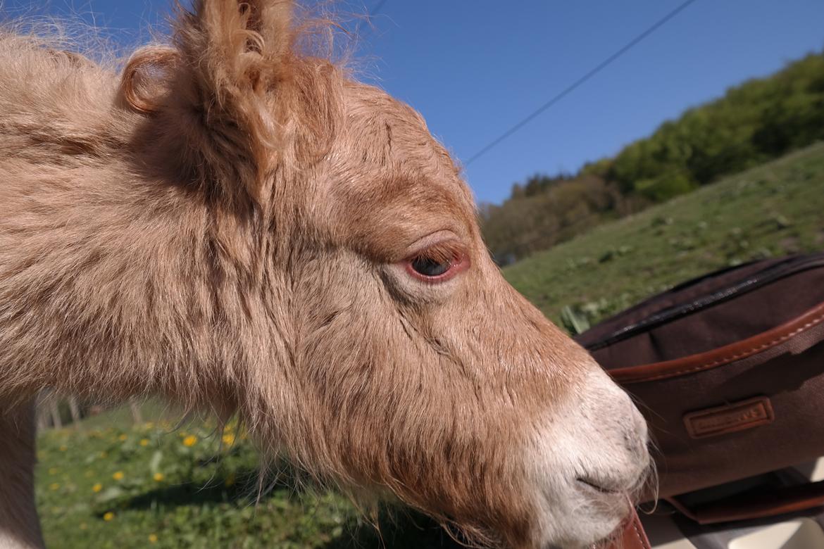 Anden særlig race Kildens Turbo Tim *mikrohest* billede 7