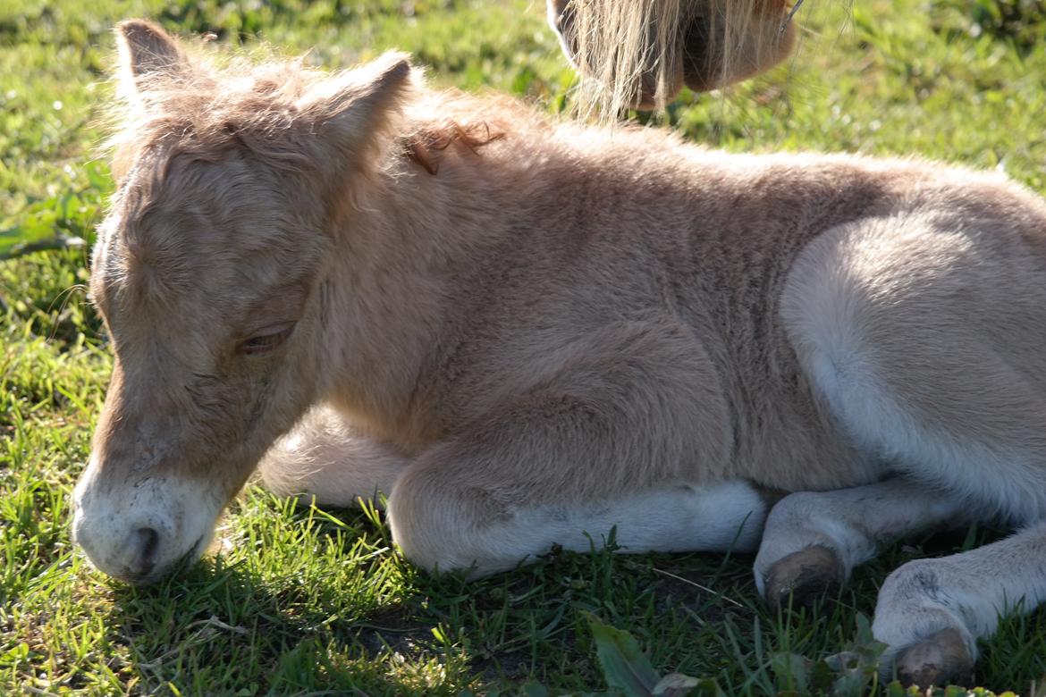 Anden særlig race Kildens Turbo Tim *mikrohest* billede 8