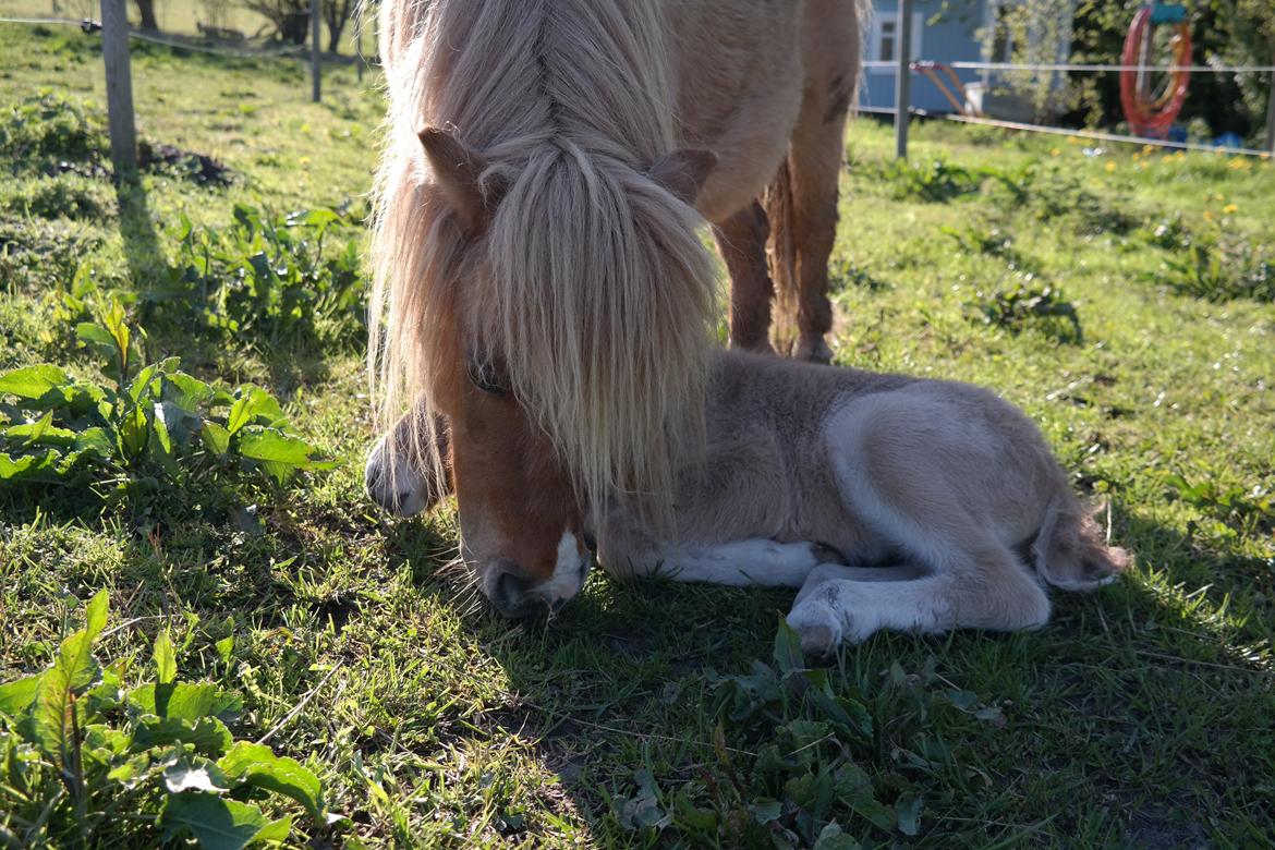 Anden særlig race Kildens Turbo Tim *mikrohest* billede 9