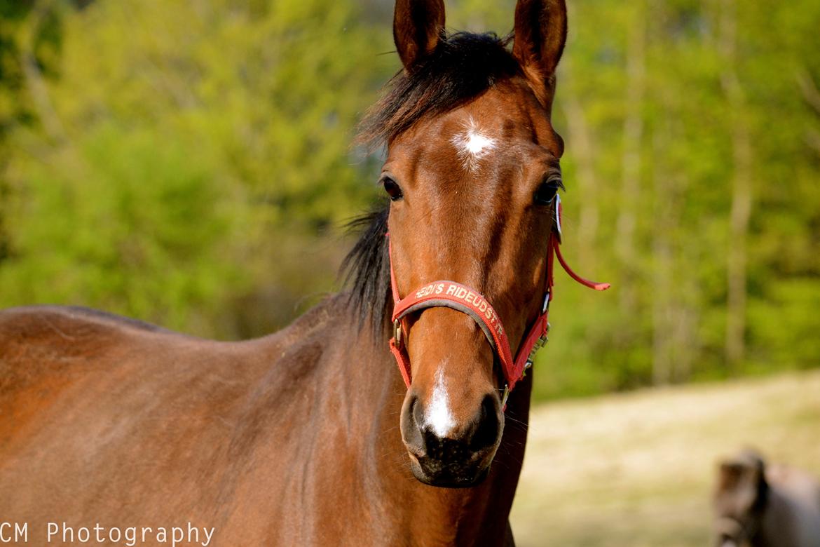 Dansk Varmblod Cato Soleil - Cato i Juni 2015. billede 15