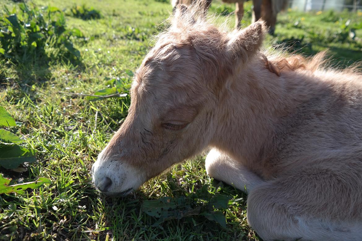 Anden særlig race Kildens Turbo Tim *mikrohest* billede 10