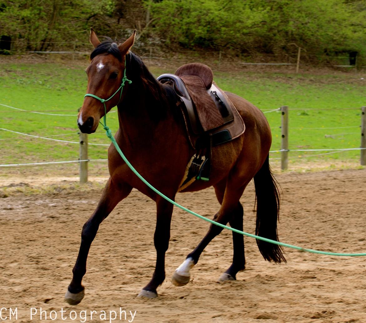 Dansk Varmblod Cato Soleil - Fantastiske dreng. billede 17