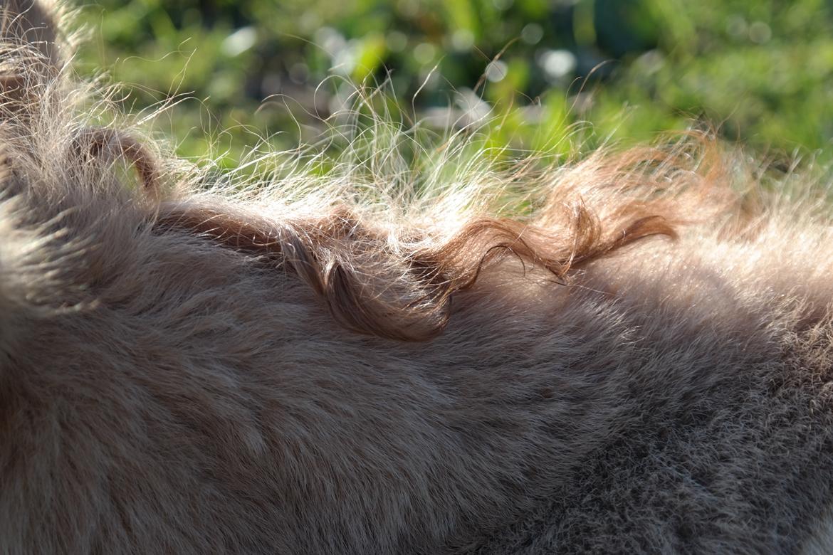 Anden særlig race Kildens Turbo Tim *mikrohest* billede 12