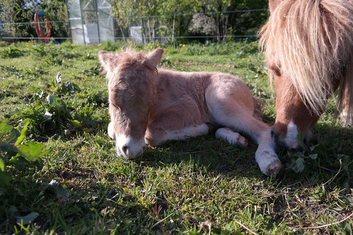 Anden særlig race Kildens Turbo Tim *mikrohest* billede 11