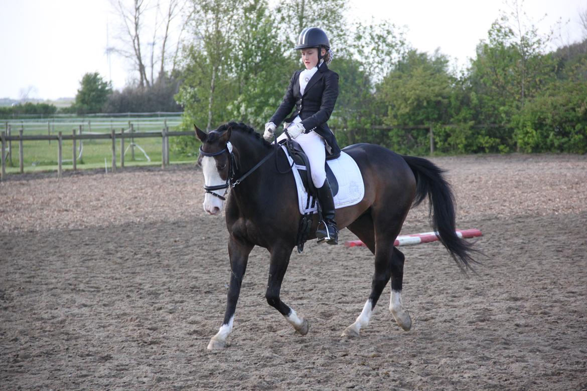 Anden særlig race Bjeldbaks Bingo billede 7