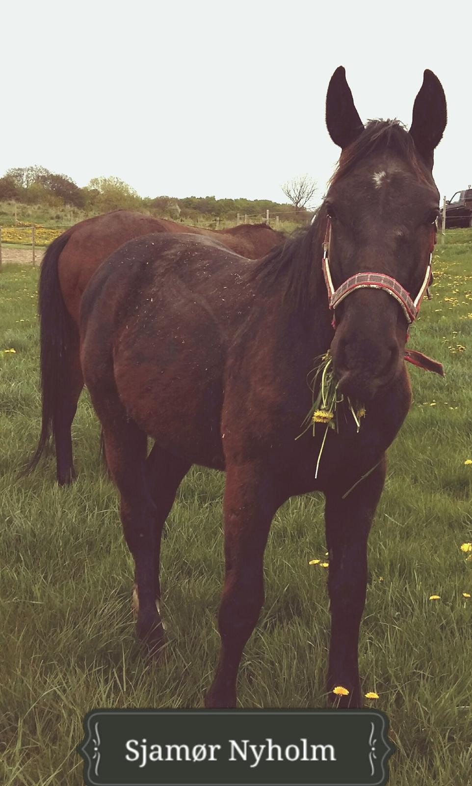 Oldenborg Sjamør Nyholm billede 12