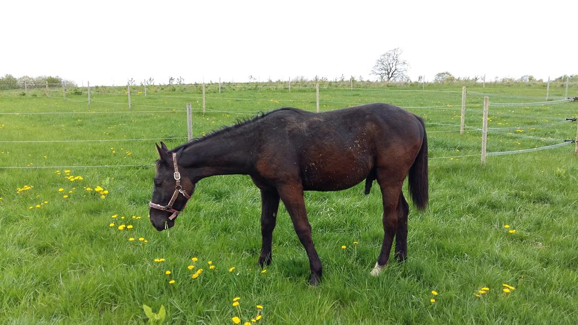 Oldenborg Sjamør Nyholm billede 13