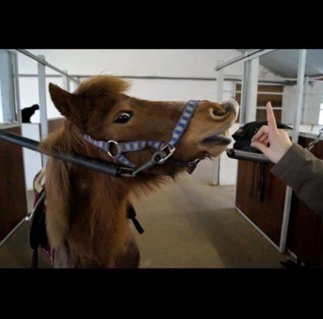 Anden særlig race Bell  (Solgt) billede 20