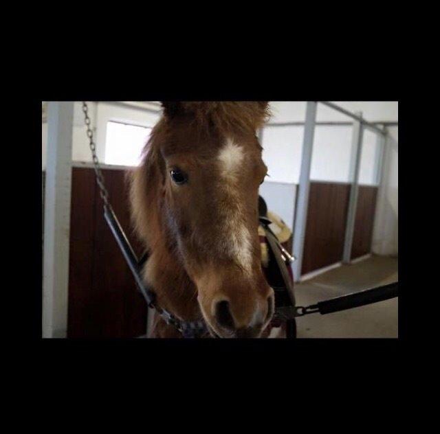 Anden særlig race Bell  (Solgt) billede 18