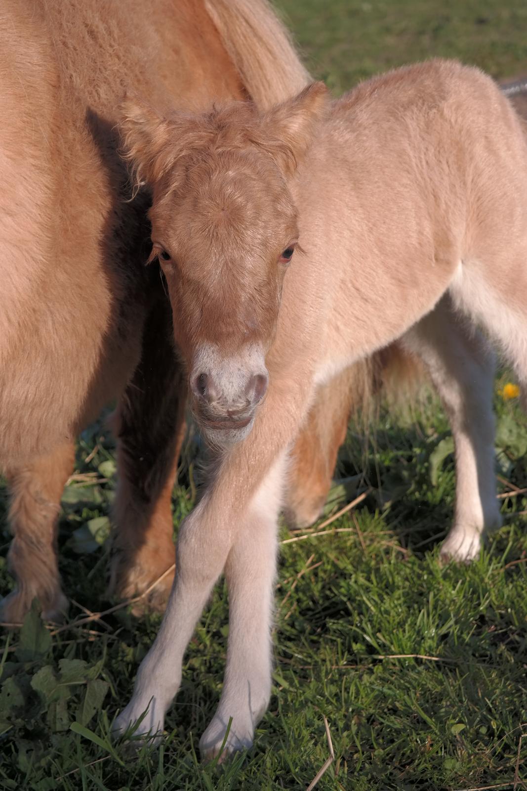 Anden særlig race Kildens Turbo Tim *mikrohest* billede 16