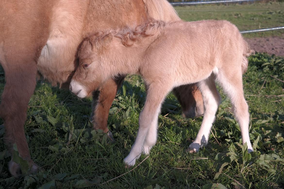Anden særlig race Kildens Turbo Tim *mikrohest* billede 18