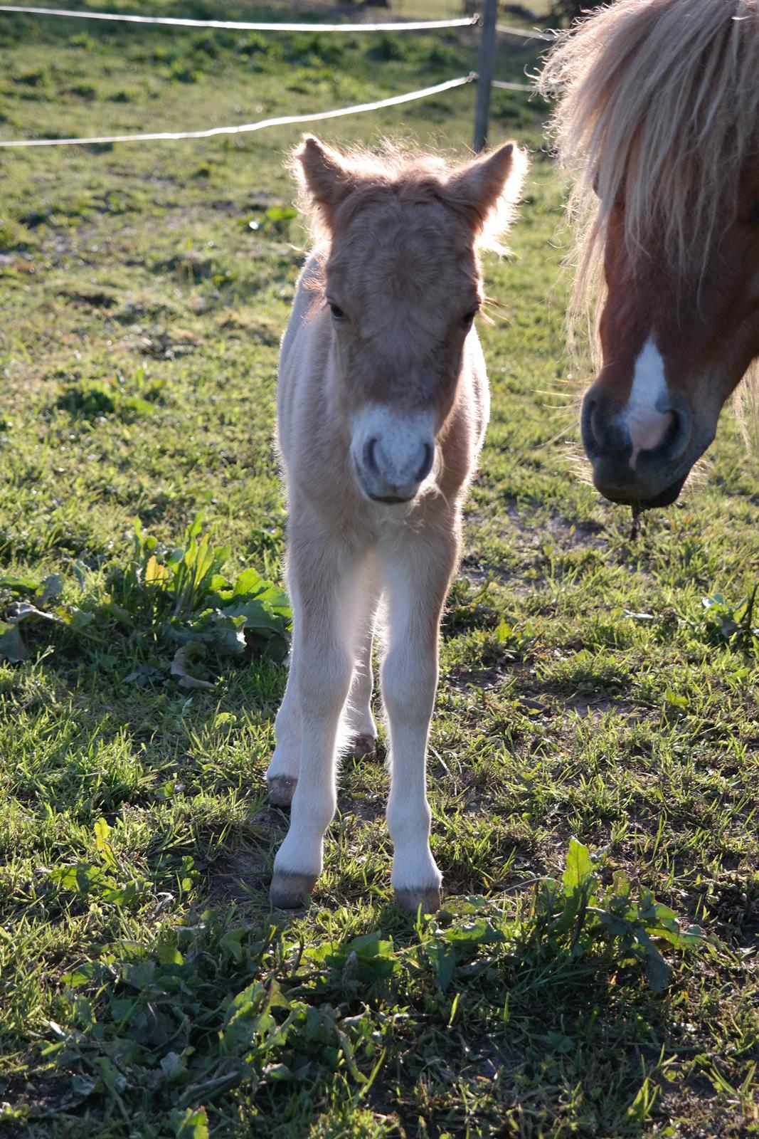 Anden særlig race Kildens Turbo Tim *mikrohest* billede 14