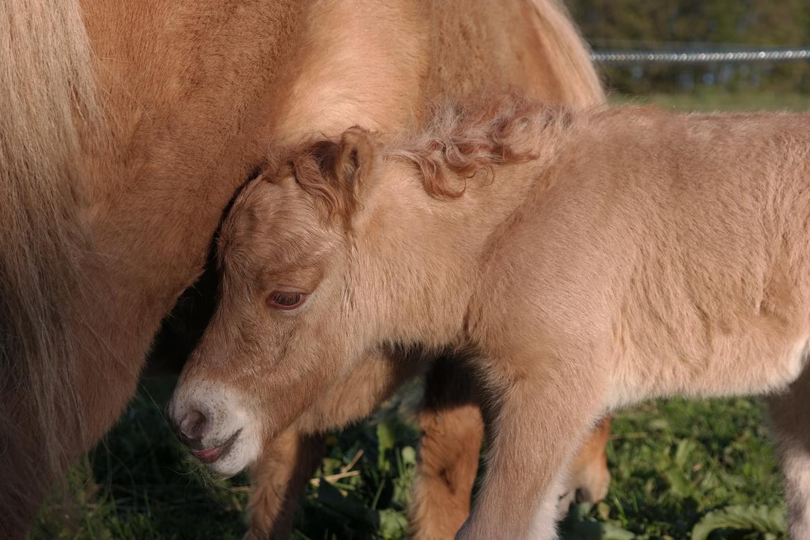 Anden særlig race Kildens Turbo Tim *mikrohest* billede 20