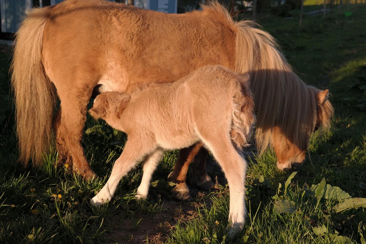 Anden særlig race Kildens Turbo Tim *mikrohest* billede 25