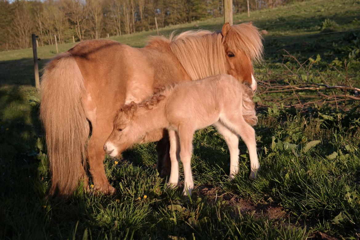 Anden særlig race Kildens Turbo Tim *mikrohest* billede 27