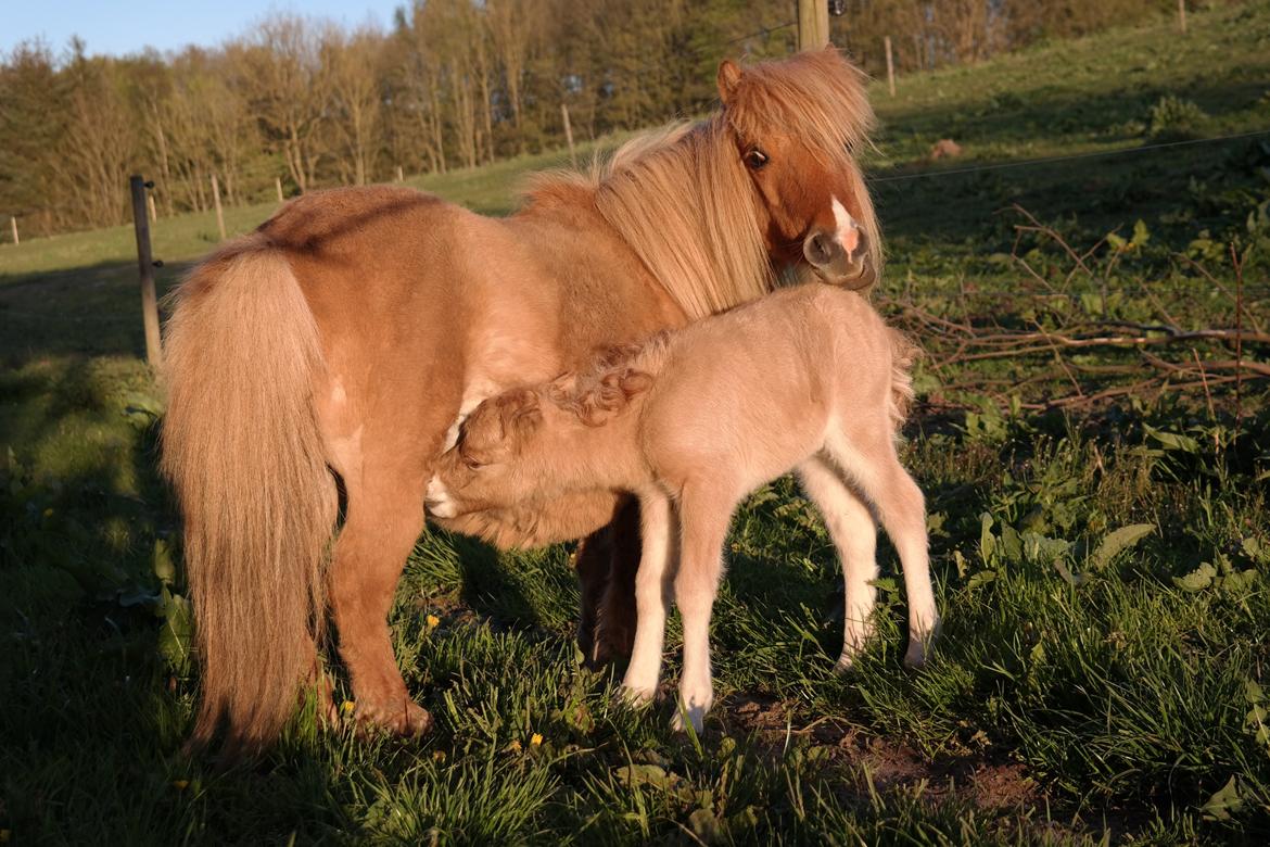 Anden særlig race Kildens Turbo Tim *mikrohest* billede 31
