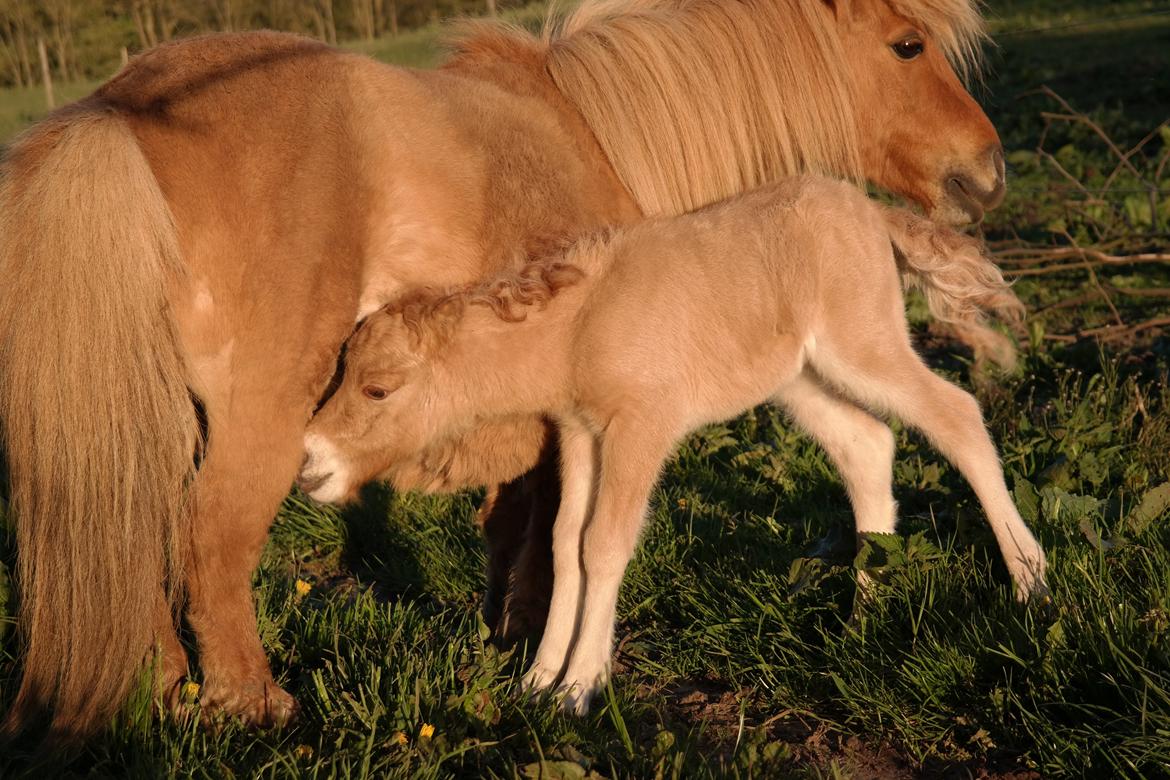 Anden særlig race Kildens Turbo Tim *mikrohest* billede 2