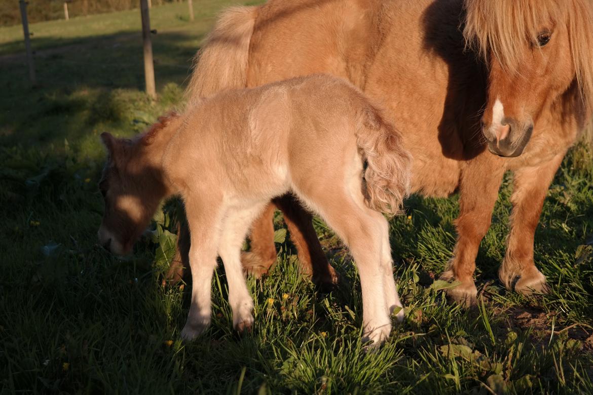 Anden særlig race Kildens Turbo Tim *mikrohest* billede 35