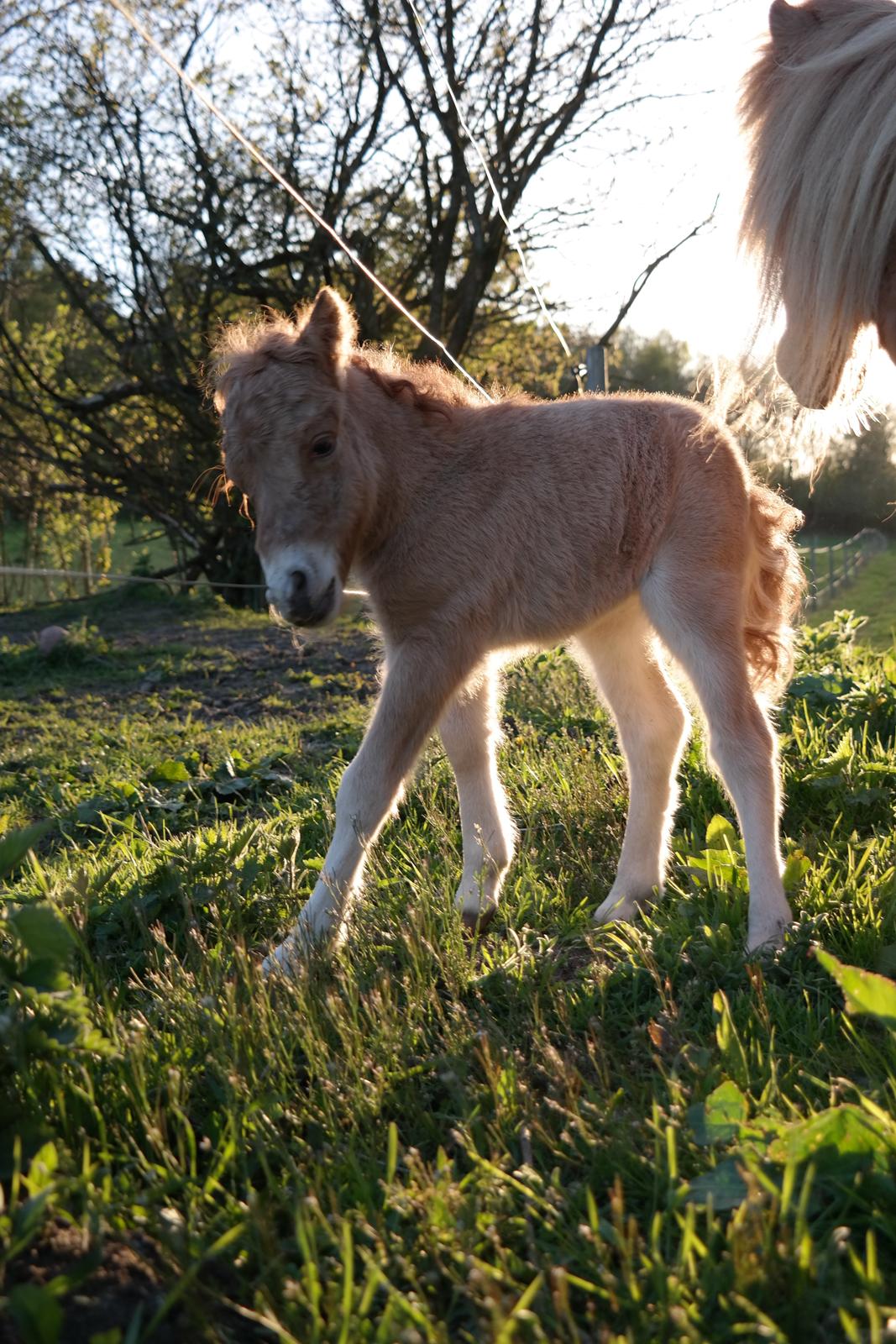 Anden særlig race Kildens Turbo Tim *mikrohest* billede 23