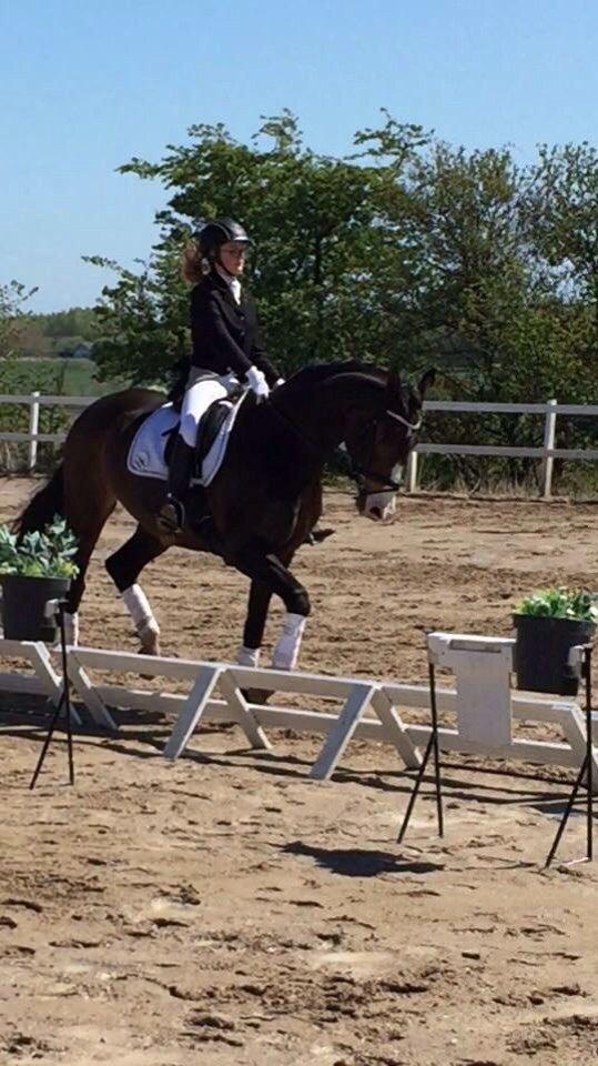 Tysk Varmblod A'kayzia billede 1