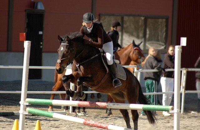 Hollandsk Sportspony Beauty For Bell billede 39