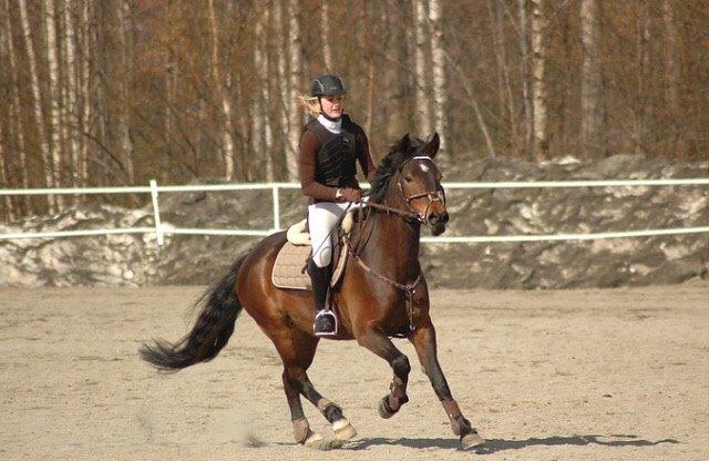 Hollandsk Sportspony Beauty For Bell billede 37