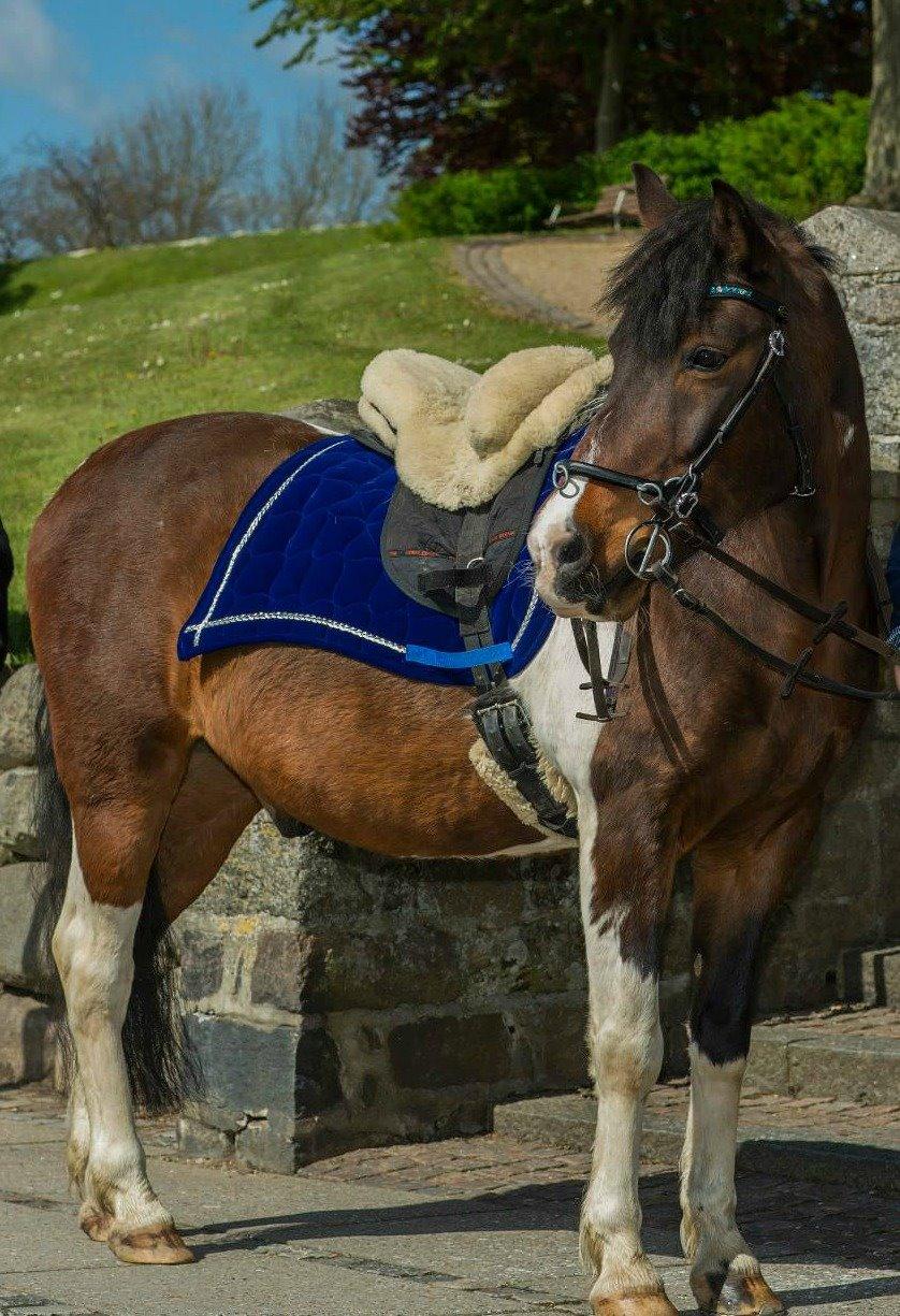Pinto /Islænder   Futte - Smukke smukke hest <3 billede 3